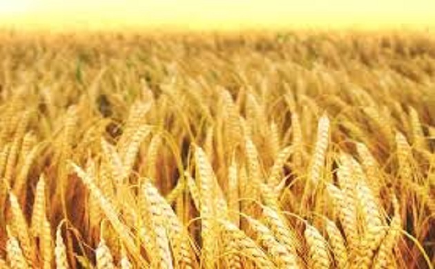وزارة الزراعة تتوقع إنتاج 9.5 مليون طن من القمح المحلي في 2019